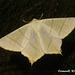1922 Ourapteryx sambucaria (Swallow-tailed Moth)