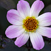 Small white crab spider on a dahlia