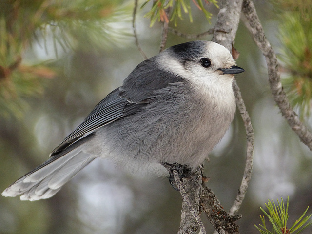 Gray Jay - Canada's new National Bird