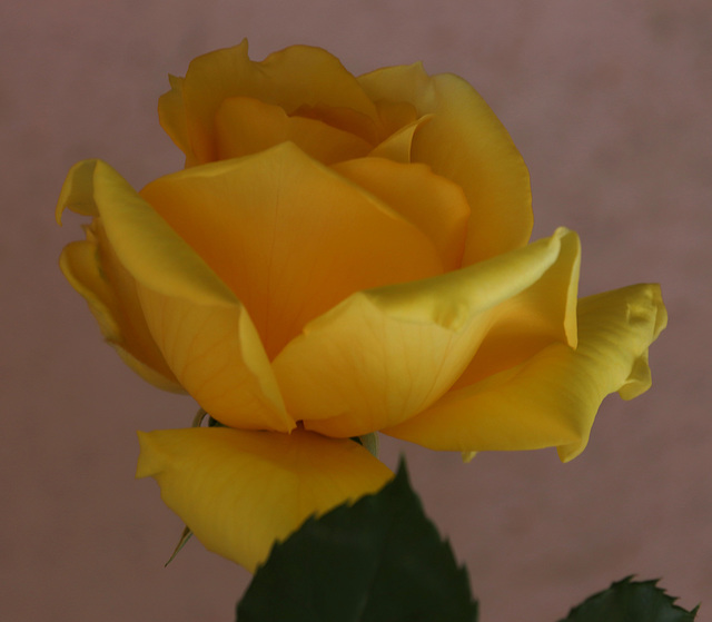 rose jaune