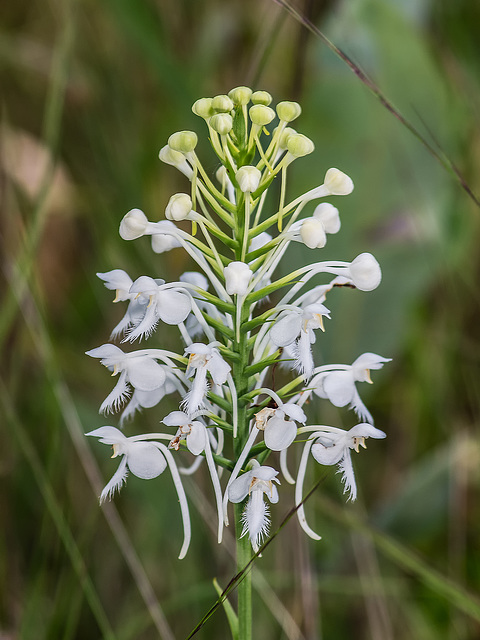 Platanthera conspicua (Southern White Fringed orchid)