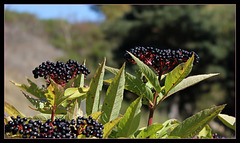 Sambucus ebulus -sureau yèble (3)