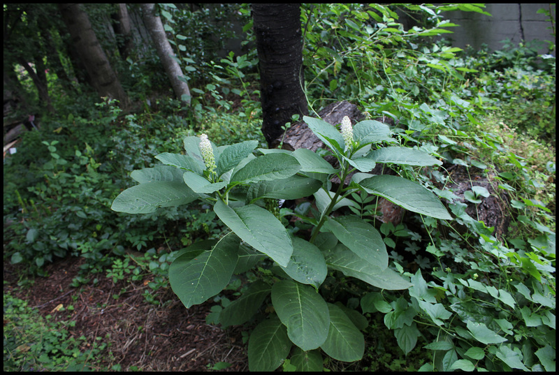 Phytolaque - Phytolacca esculenta