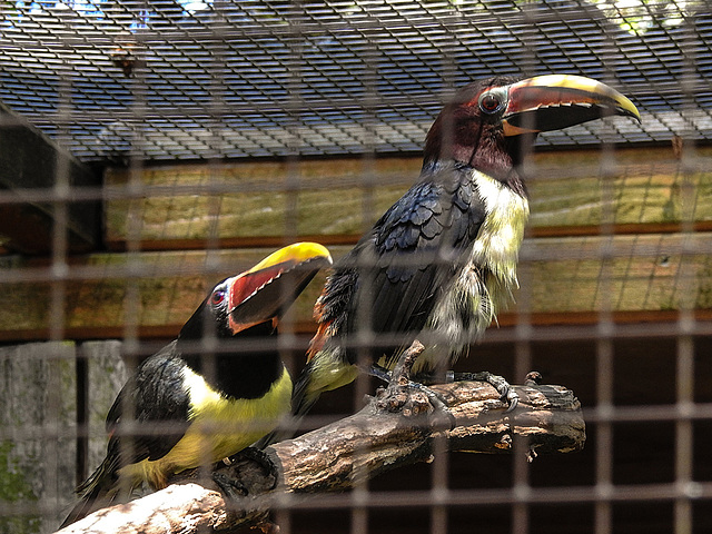 20170527 1722CPw [D~LIP] Braunohrarassari (Pteroglossus castanotis) [Schwarzkehlarassari], Vogelpark Detmold-Heiligenkirchen