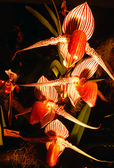 Orchideenwelt 12