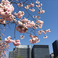 Hanami in Tokyo.