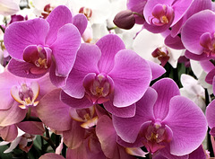 Orchideen