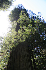 Tall redwood