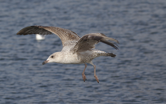 Seagull EF7A9799