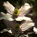 Clematis