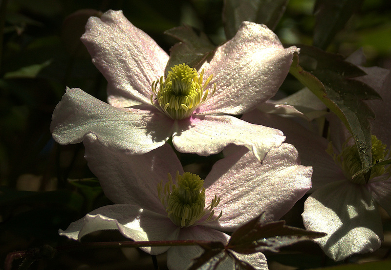 Clematis
