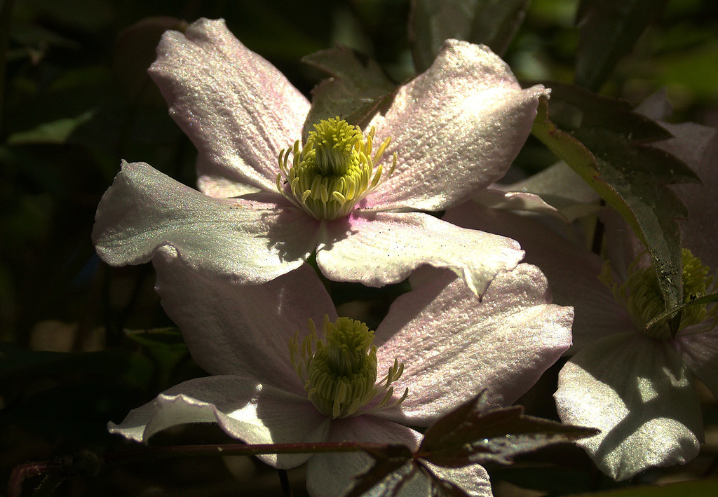 Clematis