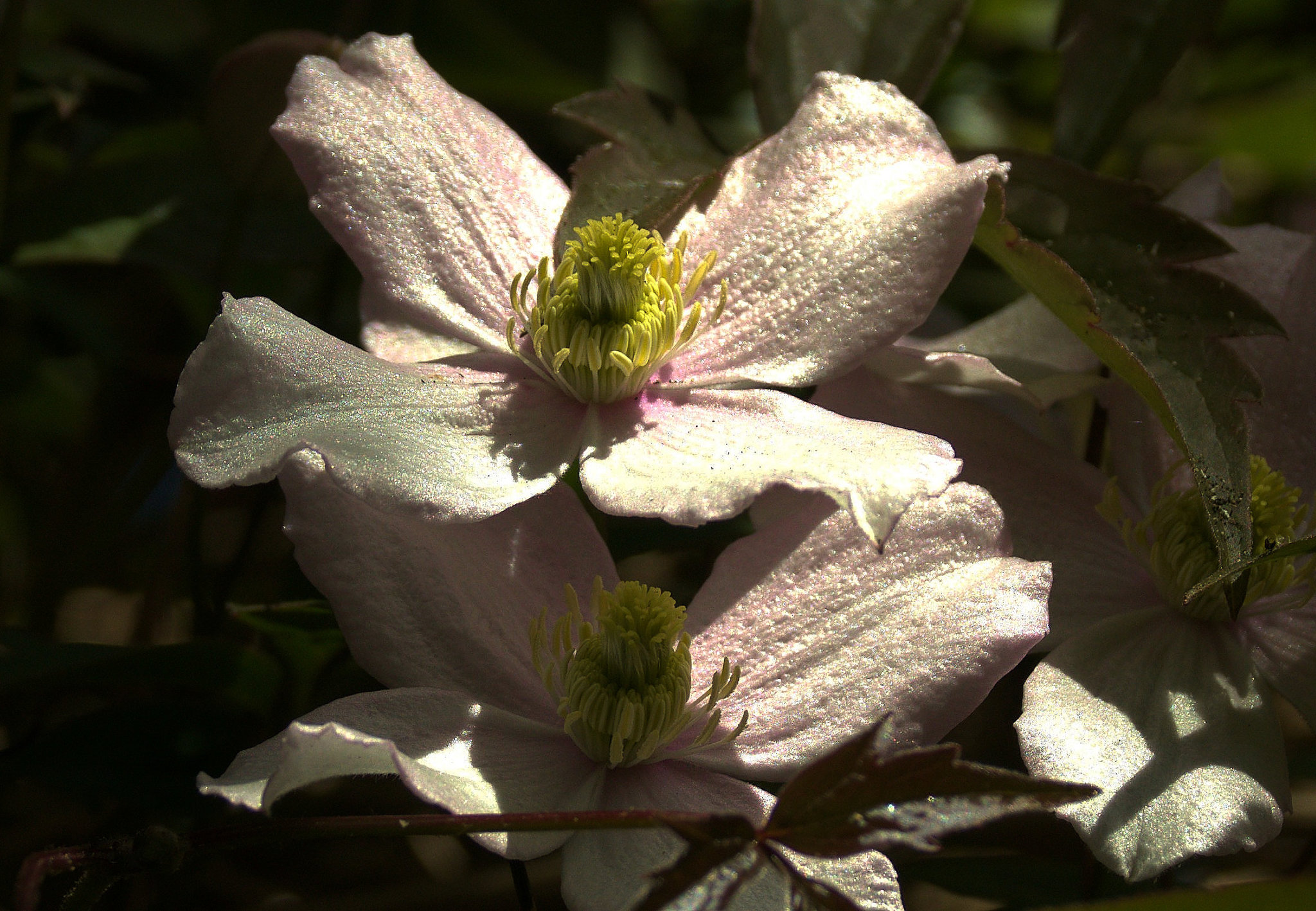 Clematis