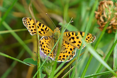 Kleiner Perlmutterfalter im Gras