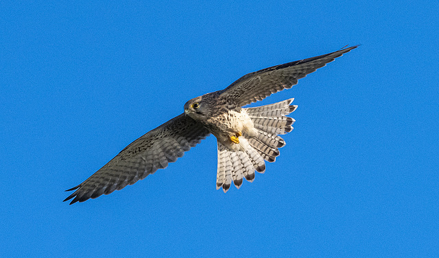 ipernity: Kestrel - by Maeluk