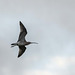 Curlew