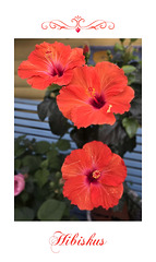 Hibiscus ❁