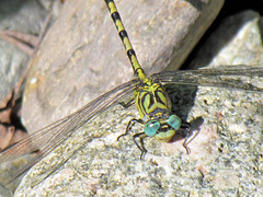Small Pincertail - Onychogomphus forcipatus (02) 23-07-2012 10-03-44