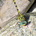 Small Pincertail - Onychogomphus forcipatus (02) 23-07-2012 10-03-44