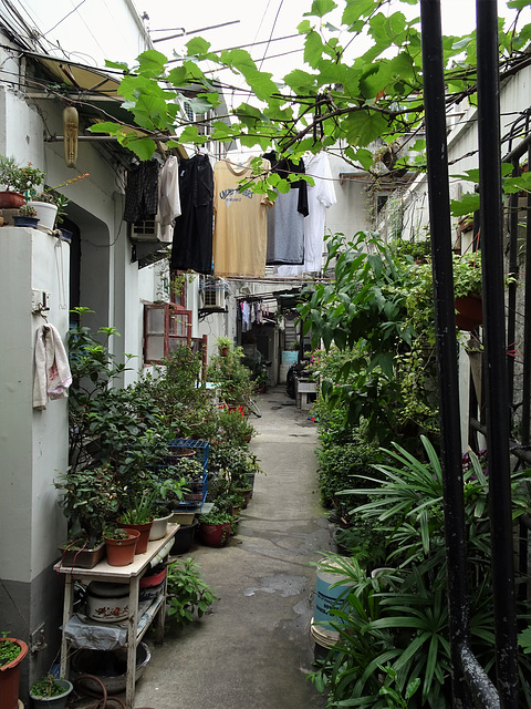 Little green paradise in a side alley