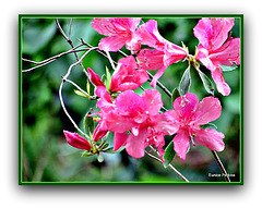 Azalea