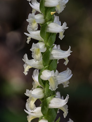 Spiranthes odorata (Fragrant Ladies'-tresses orchid)