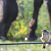 Barn Swallows