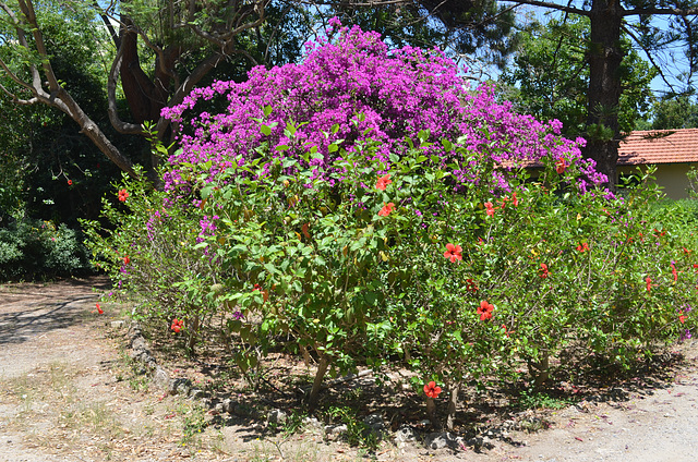 Rhodes-city, Flower Bush in Alexandrou Diakou Park