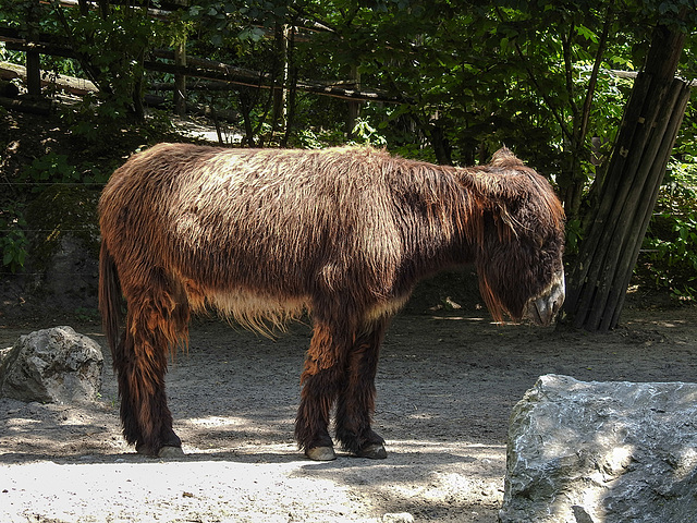 20170615 1951CPw [D~MS] Poitou-Esel, Zoo Münster