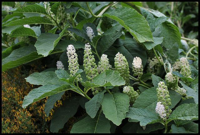 Phytolaque - Phytolacca esculenta