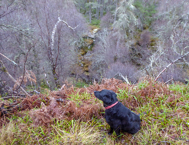 It's a long way down into the ravine if you decide to chase a pheasant over the edge...