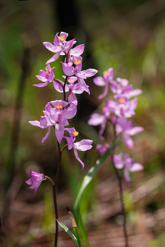 Calopogon multiflorus (Many-flowered Grass-pink orchid)