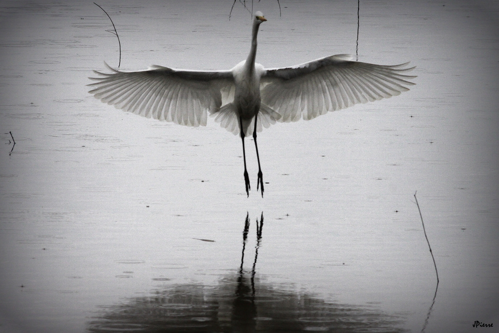 Grande Aigrette