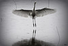 Grande Aigrette