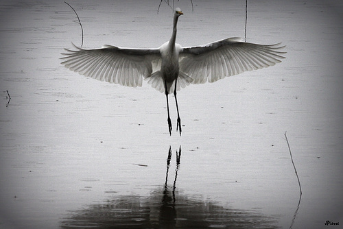 Grande Aigrette