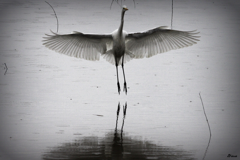 Grande Aigrette