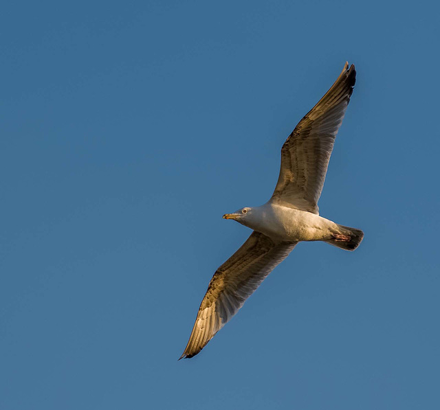 Gull in flight