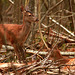 Faons de biche