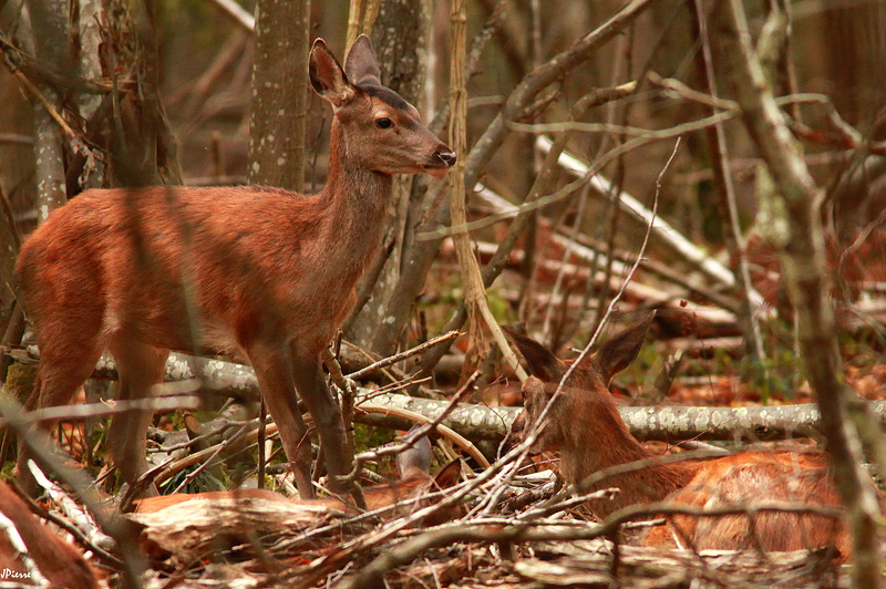 Faons de biche