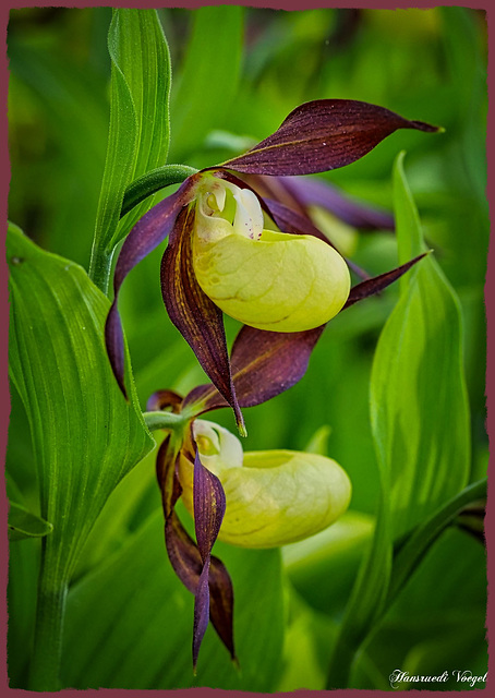 Gelber   Frauenschuh Orchidee