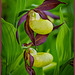 Gelber   Frauenschuh Orchidee