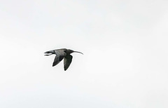 Curlew Curlew