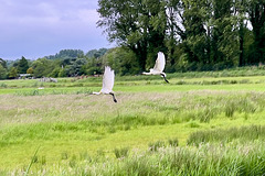 Spoonbills