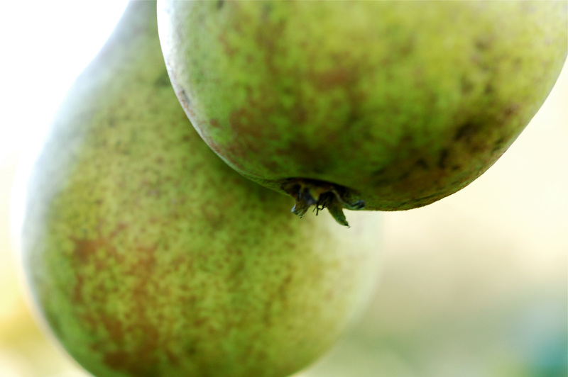 A Pair of Pears