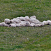 Sardinia - Sheep