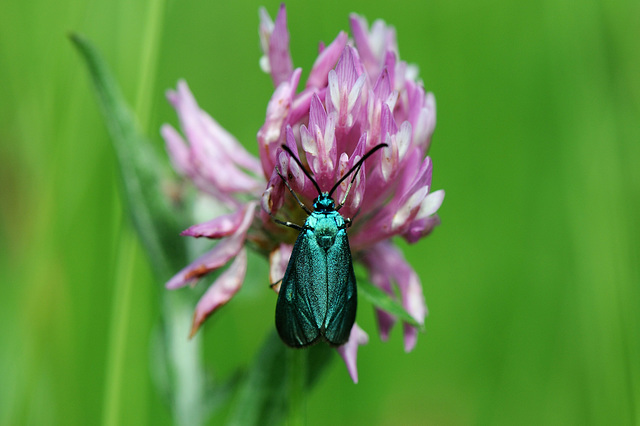 Forester moth on a clover