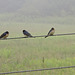 Barn Swallows