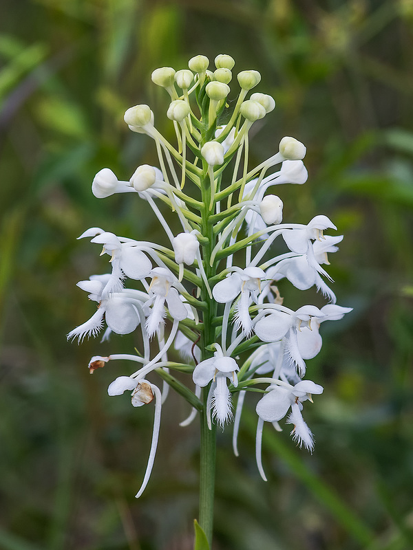 Platanthera conspicua (Southern White Fringed orchid)