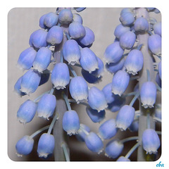 Grape Hyacinth