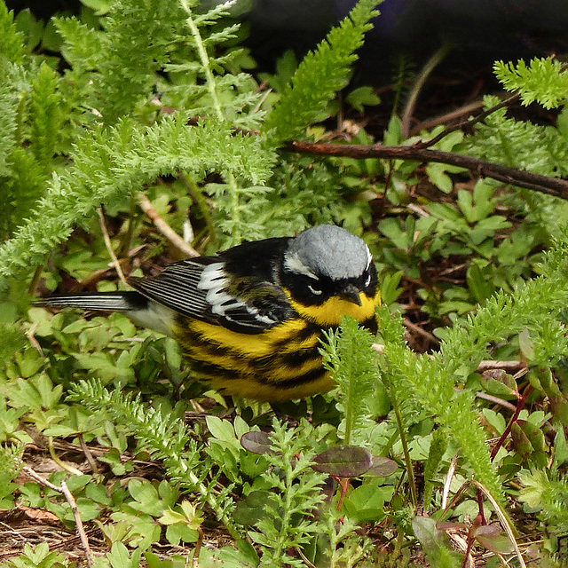 Day 10, Magnolia Warbler